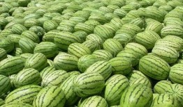 吃瓜网红大瓜热门大瓜,吃瓜网红大瓜热门大瓜盘点