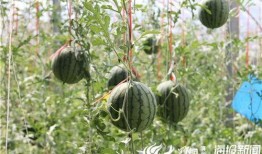 康县网红 吃瓜视频,揭秘网络热点背后的故事